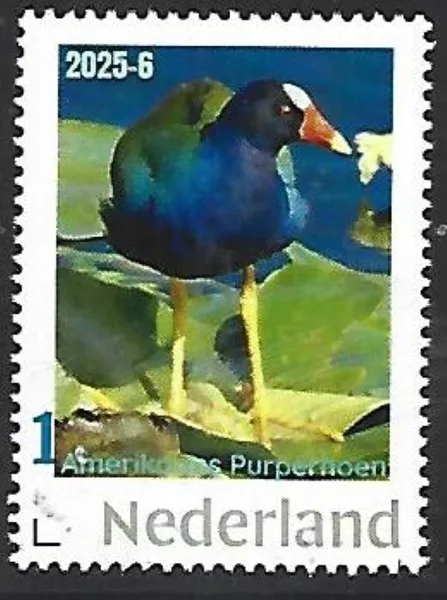 Nederland 2025-6a Nature Natuur: Amerikaanse purperhoen Purple Gallinule bird postfris/mnh