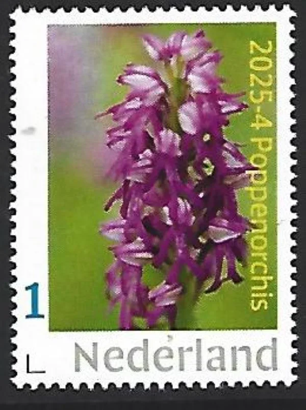 Netherlands 2025-4 Orchid: Poppenorchis MNH