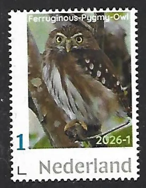 Netherlands 2026-1 Owl: Ferruginous-pygmy owl MNH