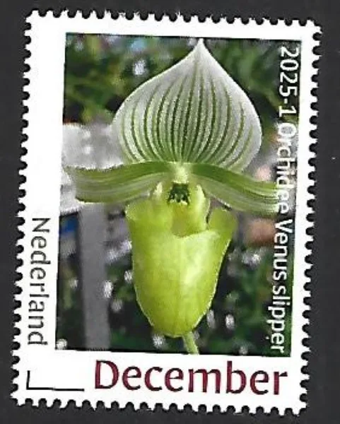 Netherlands 2025-1 Orchid: Venus Slipper MNH