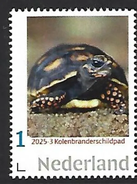 Nederland 2025-3 Natuur Nature: Kolenbranderschildpad red-footed tortoise postfris/mnh