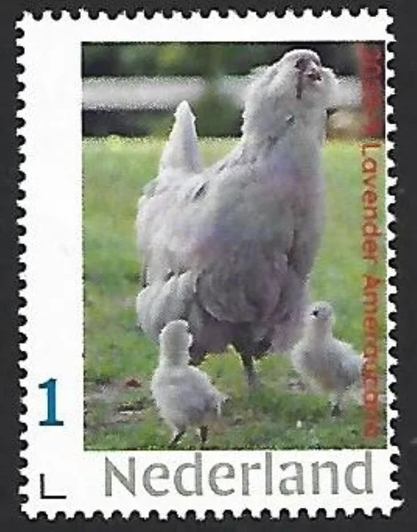 Nederland 2025-9 Kip Chicken: Lavender Ameraucana postfris/mnh