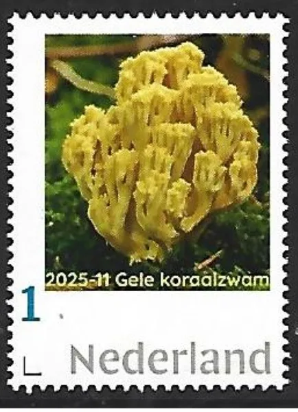 Nederland 2025-11 Paddenstoel Mushroom: Gele koraalzwam postfris/mnh