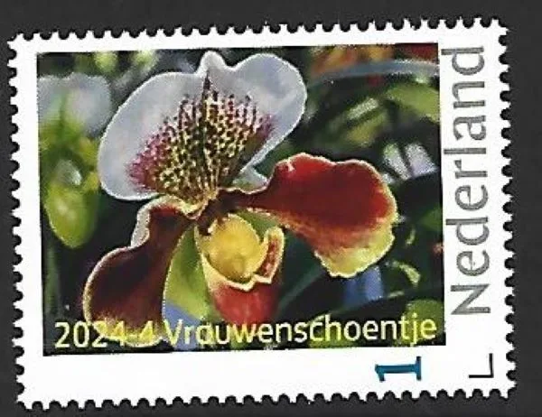 Nederland 2024-4 Orchidee Orchid: Vrouwenschoentje postfris/mnh