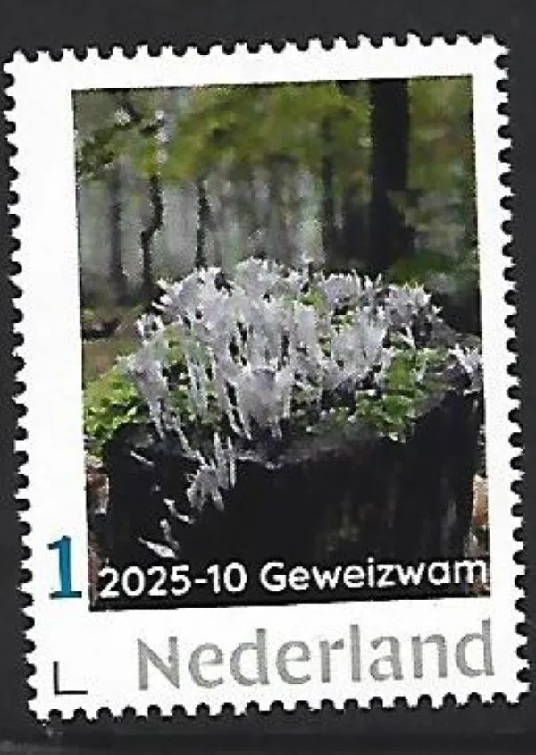 Netherlands 2025-10 Candlesnuff fungus MNH