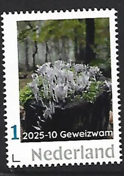 Netherlands 2025-10 Candlesnuff fungus MNH