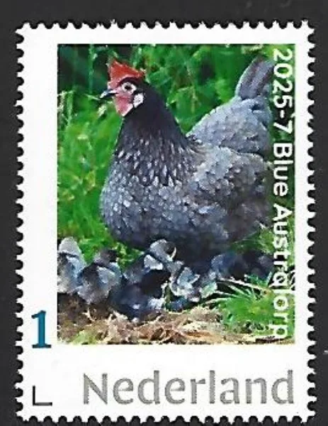 Nederland 2025-7 Kip Chicken: Blue Australorp postfris/mnh