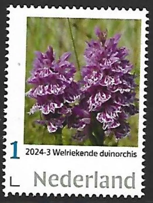 Niederlande 2024-3 Orchidee: Wohlriechende Duinorchis postfrisch/mnh