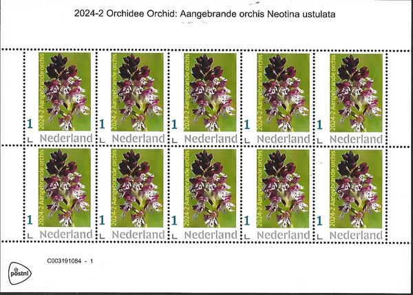 Netherlands 2024-2 Orchidee Orchid: Burnt Orchis sheetlet MNH