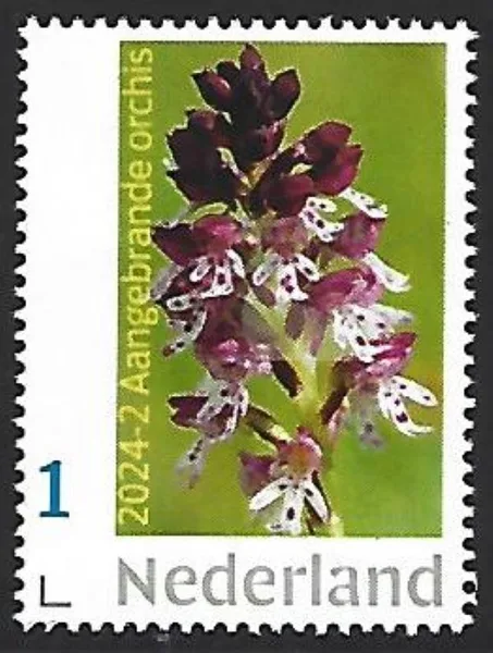 Netherlands 2024-2 Orchid: Burnt Orchid MNH
