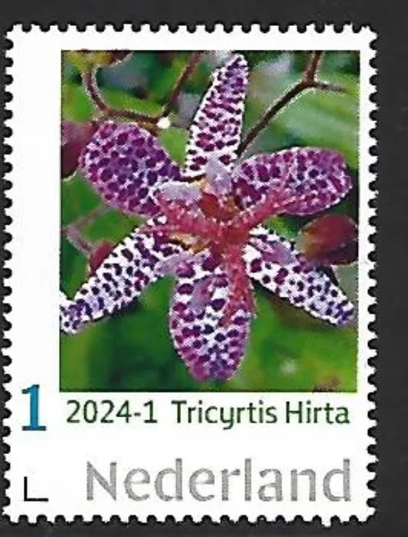 Netherlands 2024-1 Orchid: Paddle Orchid MNH