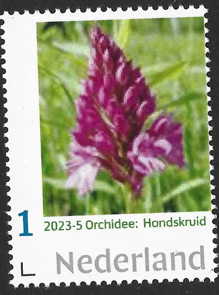 Netherlands 2023-5 Orchid Houndstongue MNH
