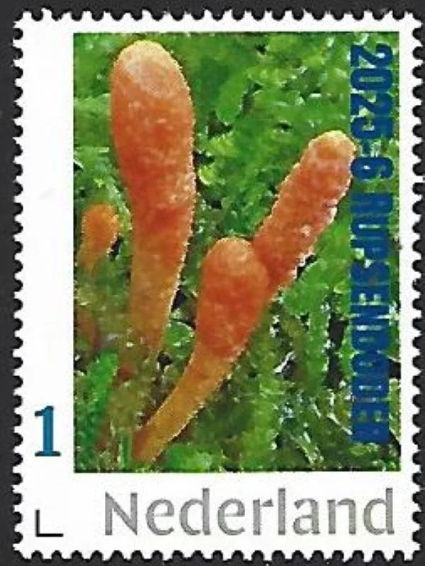 Netherlands 2025-6 Mushroom: Caterpillar Fungus Cordyceps militaris MNH