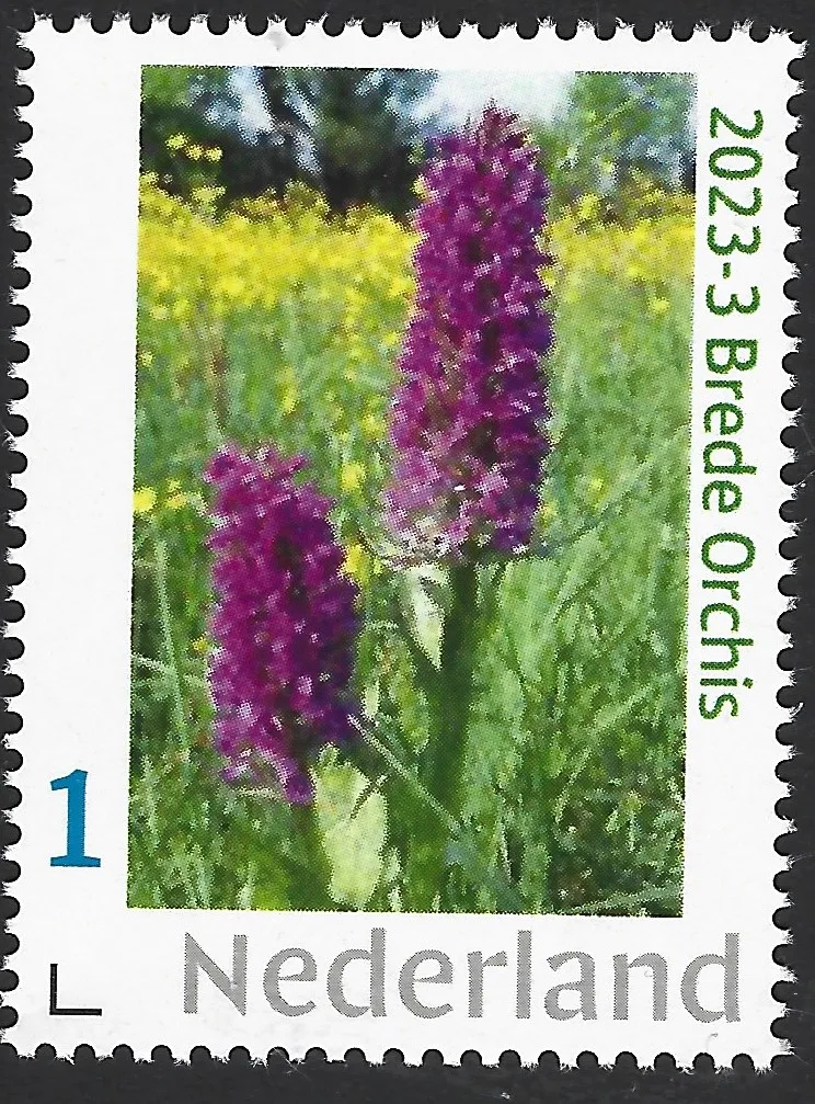 Niederlande 2023-3 Orchidee Breitblättrige Sumpfwurzel Orchis Dactylorhiza postfrisch/mnh