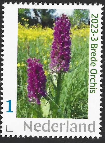 Netherlands 2023-3 Orchid Broad-leaved marsh orchid Orchis Dactylorhiza MNH
