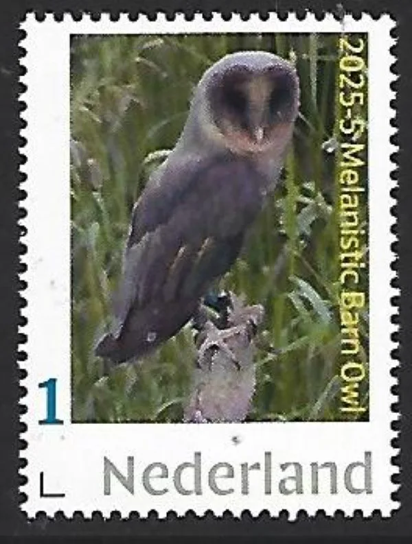 Nederland 2025-5 Uil- Owl Melanistic Barnowl postfris/mnh